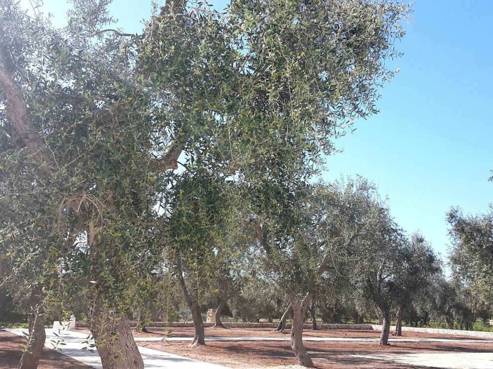 Masseria Muntibianchi Agriresort Restaurant & Spa Otranto Kültér fotó